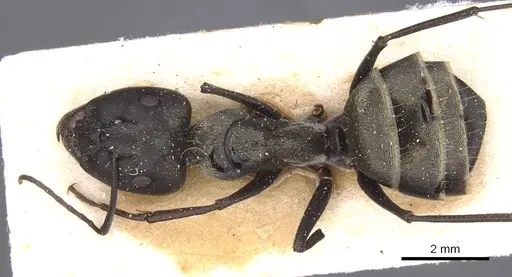 Camponotus micans specimen CASENT0911771 image casent0911771_1