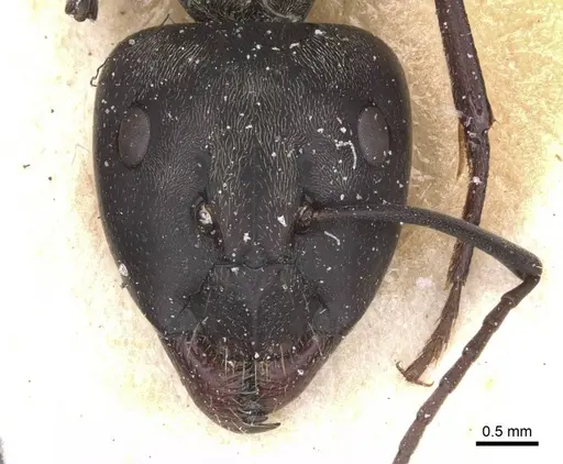 Camponotus micans specimen CASENT0911771 image casent0911771_2
