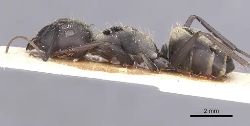 Camponotus micans specimen CASENT0911771 image casent0911771_3
