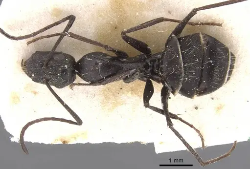 Camponotus micans specimen CASENT0911772 image casent0911772_1