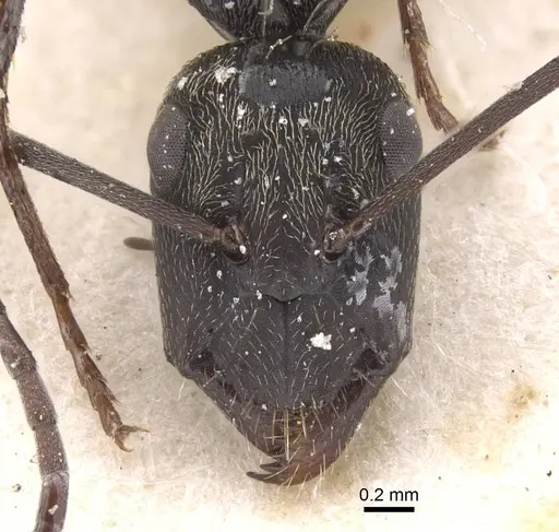 Camponotus micans specimen CASENT0911772 image casent0911772_2