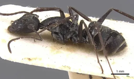 Camponotus micans specimen CASENT0911772 image casent0911772_3