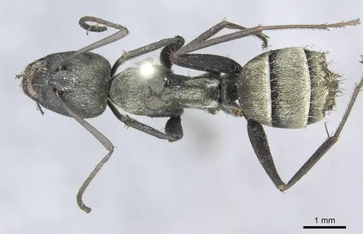 Camponotus micans specimen CASENT0913709 image casent0913709_1