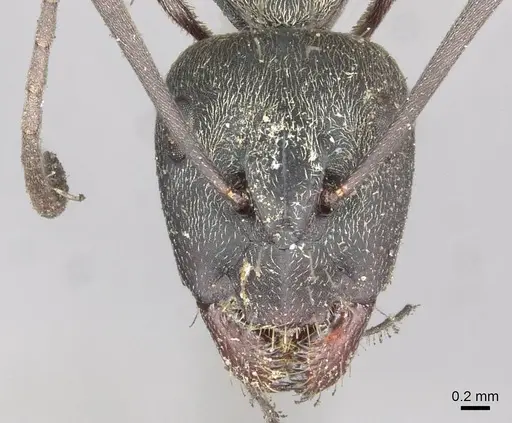 Camponotus micans specimen CASENT0913709 image casent0913709_2
