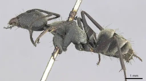 Camponotus micans specimen CASENT0913709 image casent0913709_3