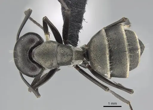 Camponotus micans specimen KG01894-2 image kg01894-2_1