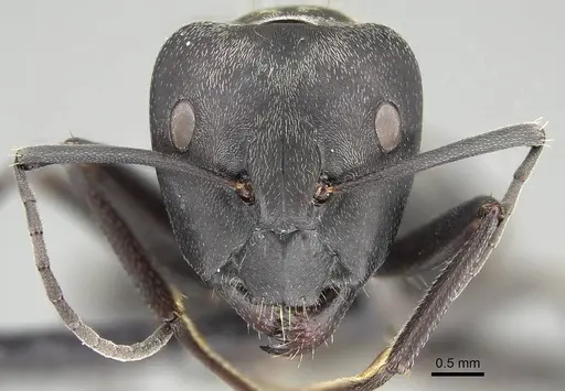 Camponotus micans specimen KG01894-2 image kg01894-2_2