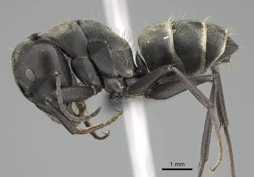 Camponotus micans specimen KG01894-2 image kg01894-2_3