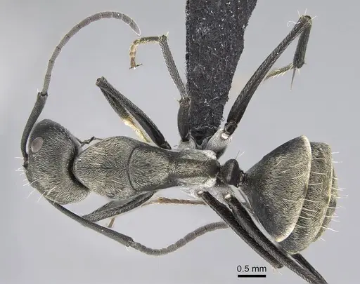 Camponotus micans specimen KG01894-3 image kg01894-3_1
