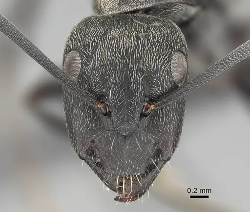 Camponotus micans specimen KG01894-3 image kg01894-3_2