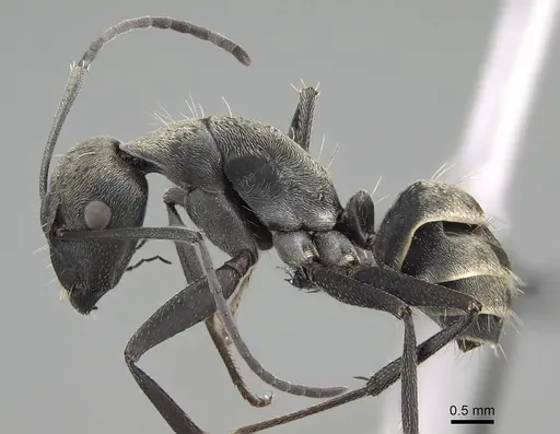 Camponotus micans specimen KG01894-3 image kg01894-3_3