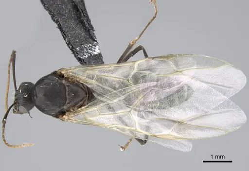 Camponotus micans specimen KG01894-4 image kg01894-4_1