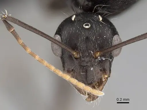 Camponotus micans specimen KG01894-4 image kg01894-4_2