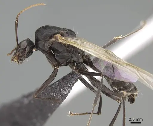 Camponotus micans specimen KG01894-4 image kg01894-4_3
