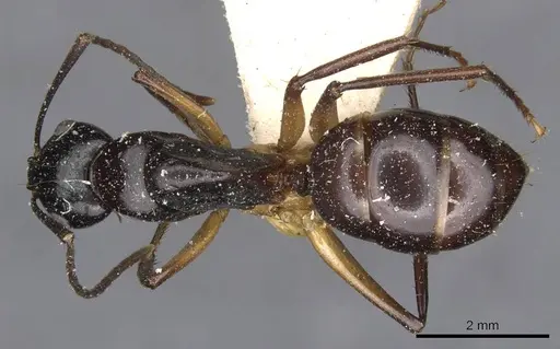 Camponotus michaelseni specimen CASENT0910391 image casent0910391_1