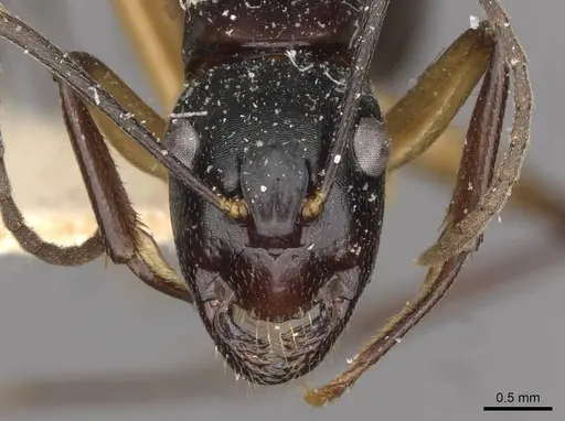 Camponotus michaelseni specimen CASENT0910391 image casent0910391_2
