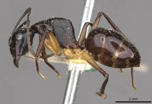 Camponotus michaelseni specimen CASENT0910391 image casent0910391_3