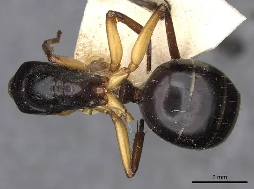 Camponotus michaelseni specimen CASENT0910406 image casent0910406_1