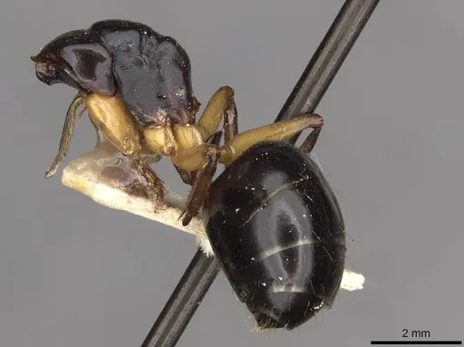 Camponotus michaelseni specimen CASENT0910406 image casent0910406_2