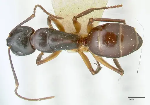 Camponotus michaelseni specimen FOCOL2264 image focol2264_1