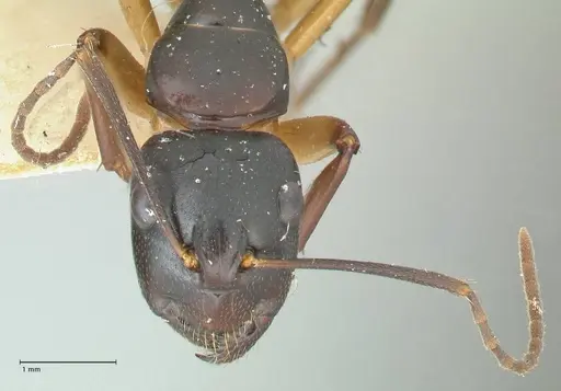 Camponotus michaelseni specimen FOCOL2264 image focol2264_2