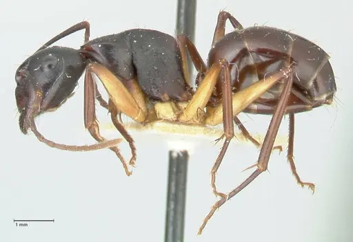 Camponotus michaelseni specimen FOCOL2264 image focol2264_3