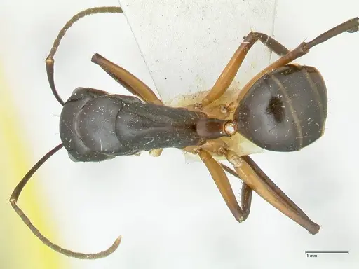 Camponotus michaelseni specimen FOCOL2265 image focol2265_1