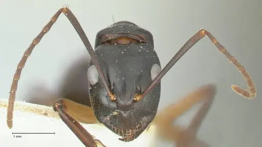 Camponotus michaelseni specimen FOCOL2265 image focol2265_2