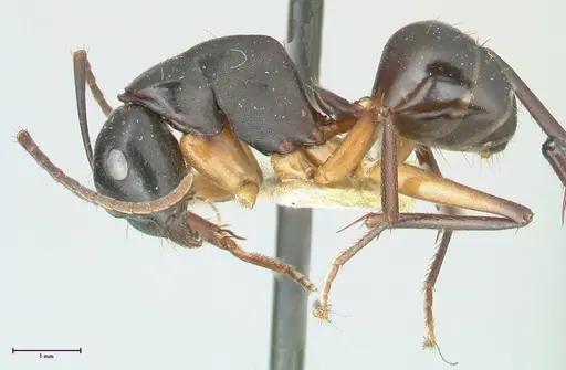Camponotus michaelseni specimen FOCOL2265 image focol2265_3