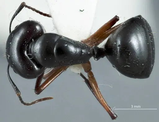 Camponotus michaelseni specimen JDM32-001257 image jdm32-001257_1