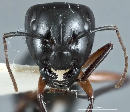 Camponotus michaelseni specimen JDM32-001257 image jdm32-001257_2