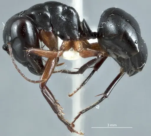 Camponotus michaelseni specimen JDM32-001257 image jdm32-001257_3