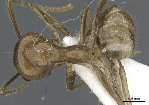 Camponotus micragyne specimen CASENT0905900 image casent0905900_1