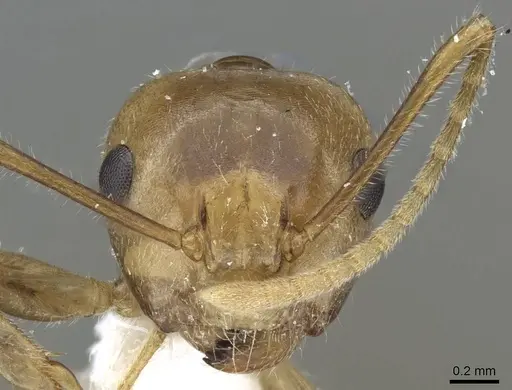 Camponotus micragyne specimen CASENT0905900 image casent0905900_2