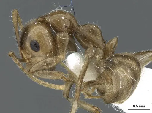 Camponotus micragyne specimen CASENT0905900 image casent0905900_3