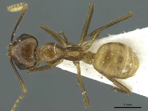 Camponotus micragyne specimen CASENT0911642 image casent0911642_1