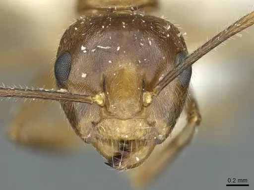 Camponotus micragyne specimen CASENT0911642 image casent0911642_2