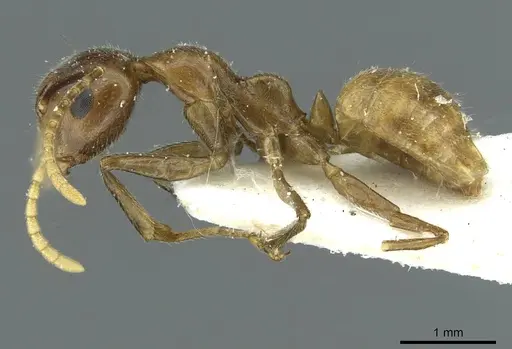 Camponotus micragyne specimen CASENT0911642 image casent0911642_3
