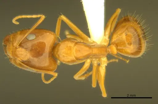 Camponotus micronesicus specimen ANTWEB1008903 image antweb1008903_1