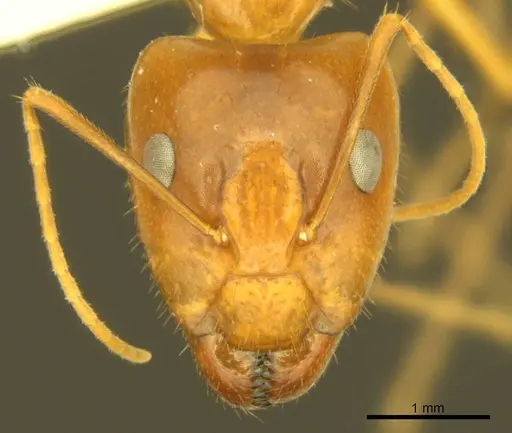 Camponotus micronesicus specimen ANTWEB1008903 image antweb1008903_2