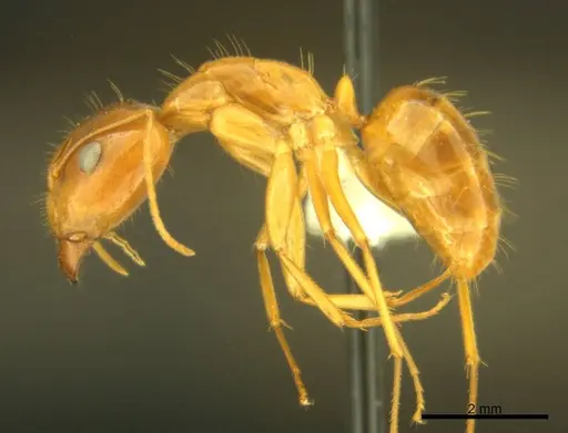 Camponotus micronesicus specimen ANTWEB1008903 image antweb1008903_3