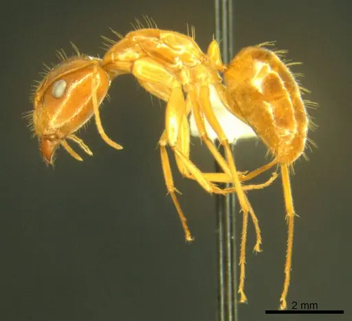 Camponotus micronesicus specimen ANTWEB1008903 image antweb1008903_4