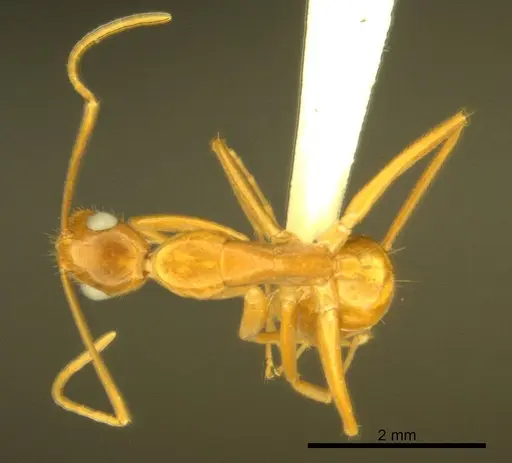 Camponotus micronesicus specimen ANTWEB1008904 image antweb1008904_1