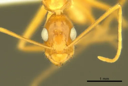 Camponotus micronesicus specimen ANTWEB1008904 image antweb1008904_2