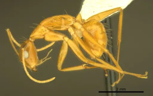 Camponotus micronesicus specimen ANTWEB1008904 image antweb1008904_3