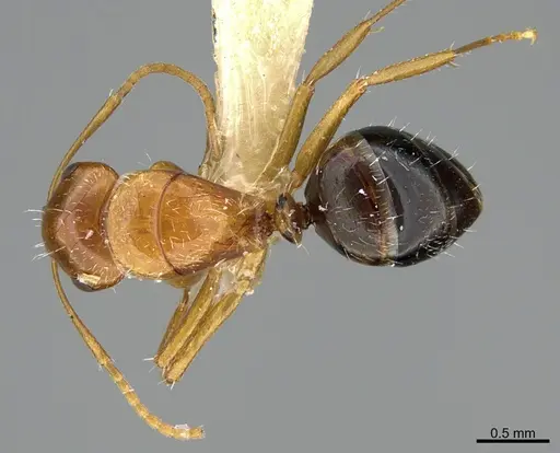 Camponotus micrositus specimen ANTWEB1041562 image antweb1041562_1