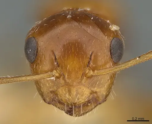 Camponotus micrositus specimen ANTWEB1041562 image antweb1041562_2