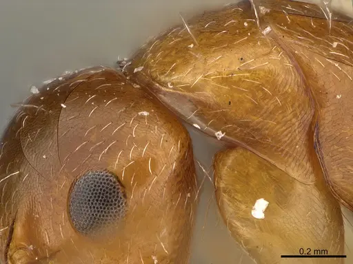 Camponotus micrositus specimen ANTWEB1041562 image antweb1041562_3