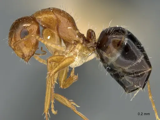 Camponotus micrositus specimen ANTWEB1041562 image antweb1041562_4
