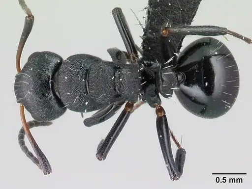 Camponotus mifaka specimen CASENT0217301 image casent0217301_1